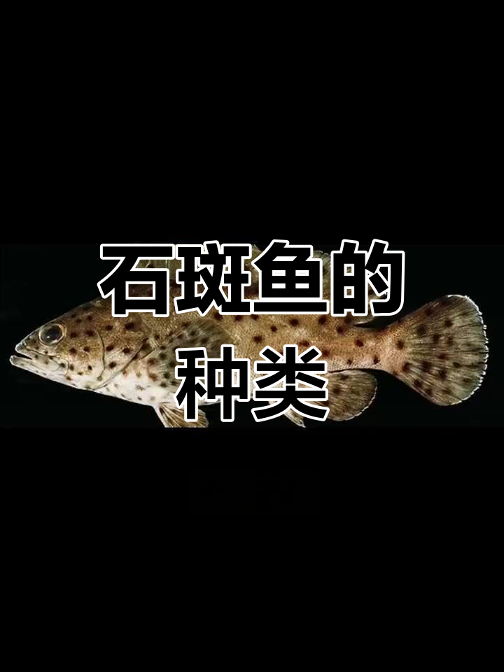 34种石斑鱼种类解析