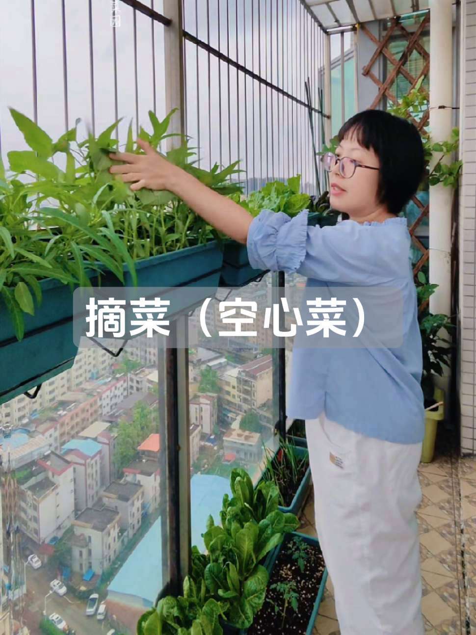 空心菜多茬采摘,吃不完根本吃不完 阳台小菜园 阳台种菜 盆栽空心菜 摘菜