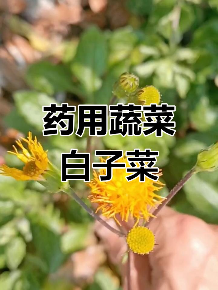 白子菜:药食两用,分布广泛