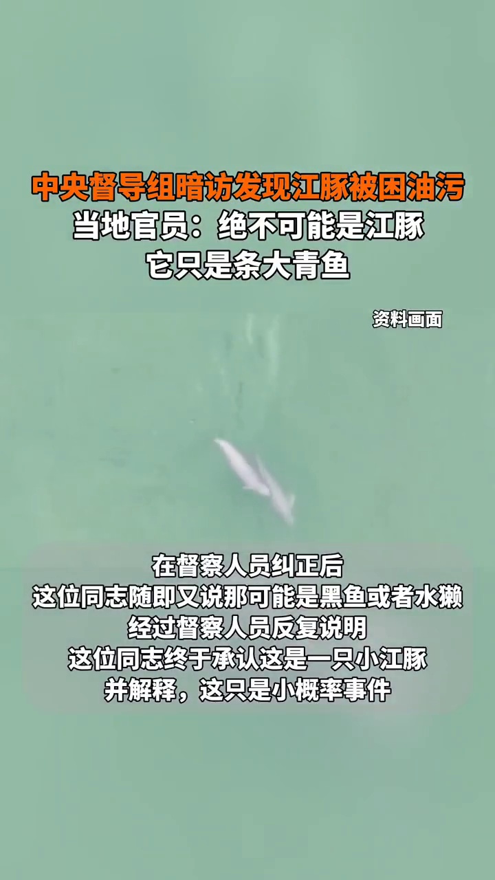 中央督导组暗访发现江豚被困油污,当地官员:绝不可能是江豚,它只是条大青鱼