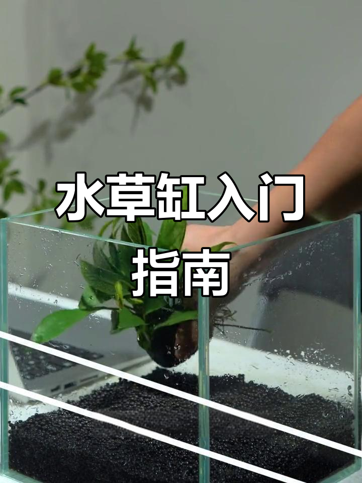 水草缸造景超简单，零基础也能轻松上手！