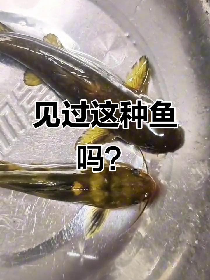 长得像黄辣丁,却更有价值!牛尾巴鱼揭秘