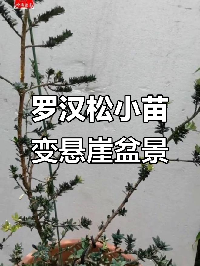 小巧罗汉松变身悬崖盆景,简单步骤教你打造独特造型
