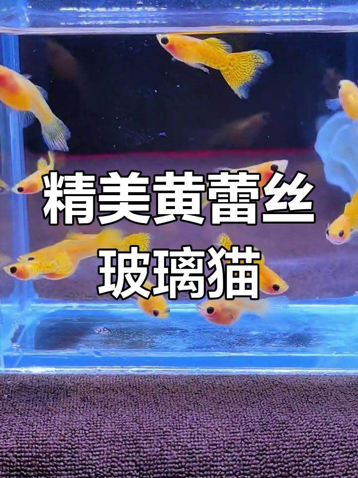 黄蕾丝玻璃猫球体孔雀鱼