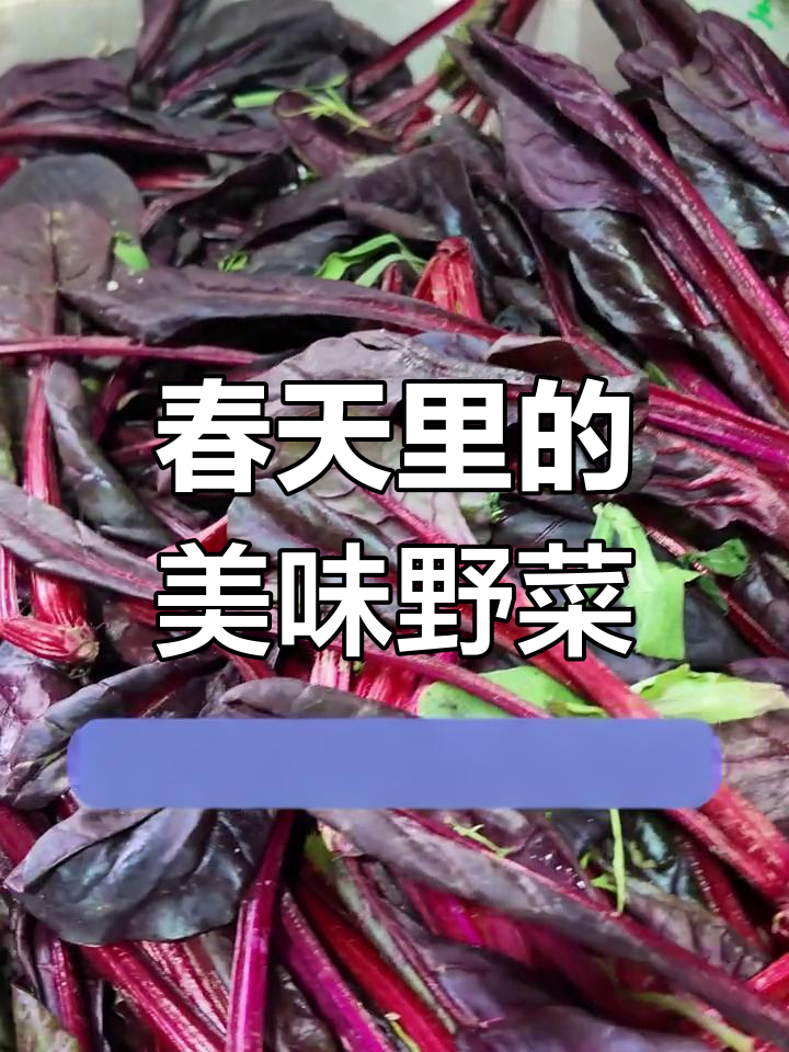 这些野菜你尝过吗?红菠菜和紫红花的美味吃法