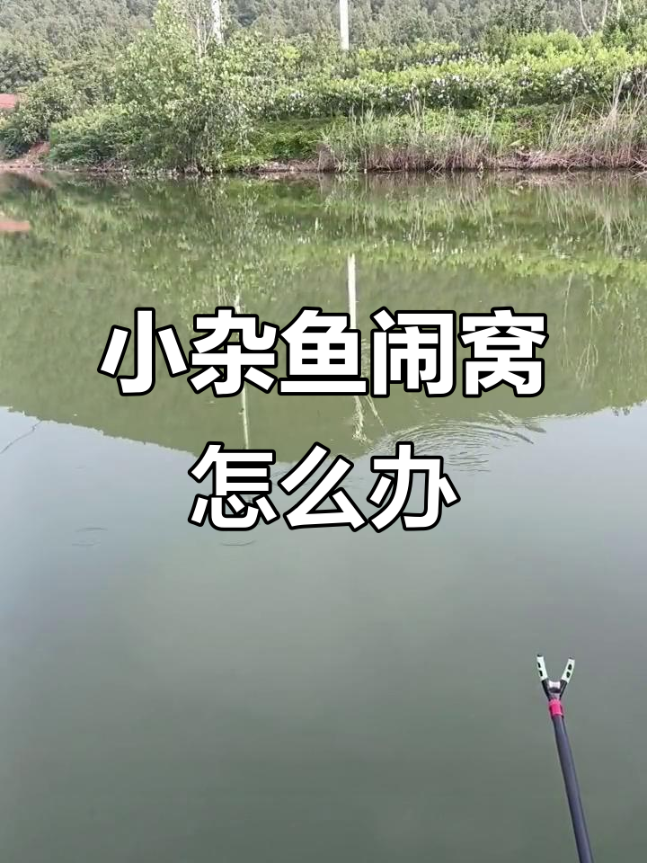 解决小杂鱼闹窝的三大技巧，钓鱼人必看！