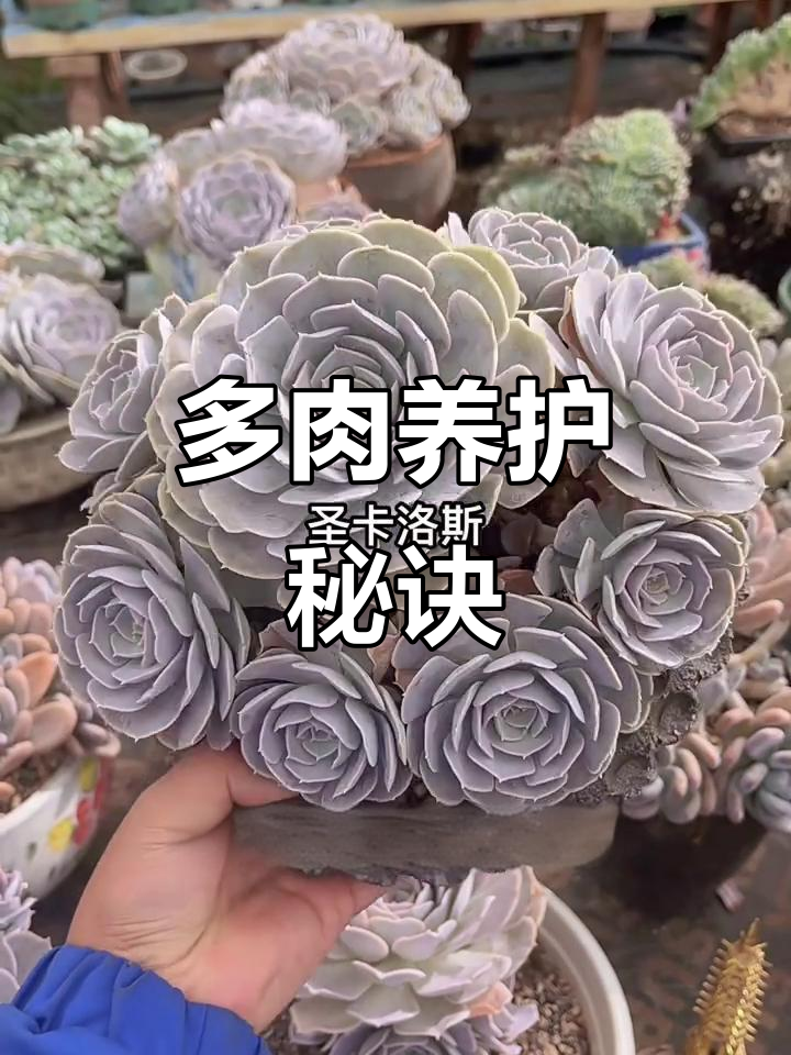 圣卡洛斯多肉,耐热喜水,轻松养护,成活率超高!