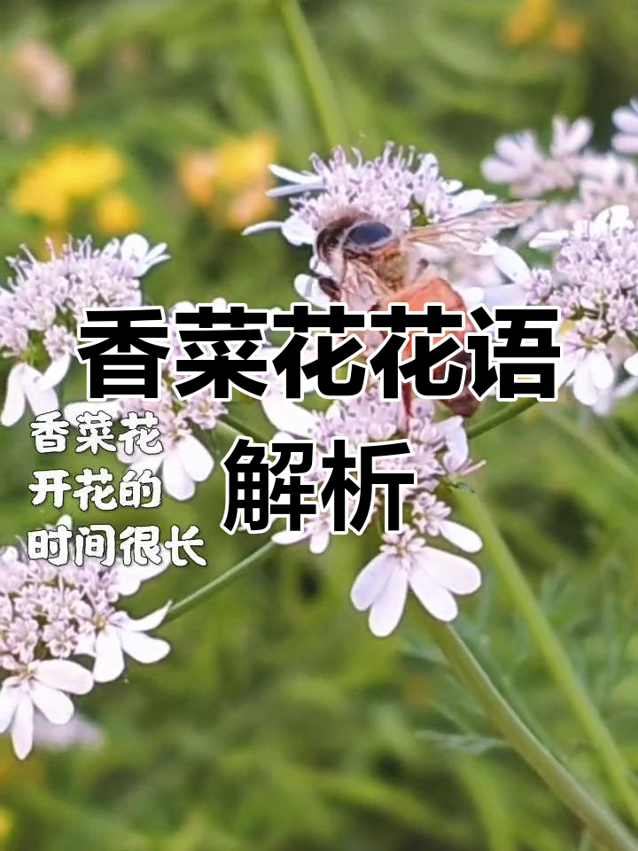 香菜花:孤独的长跑者与清新的爱