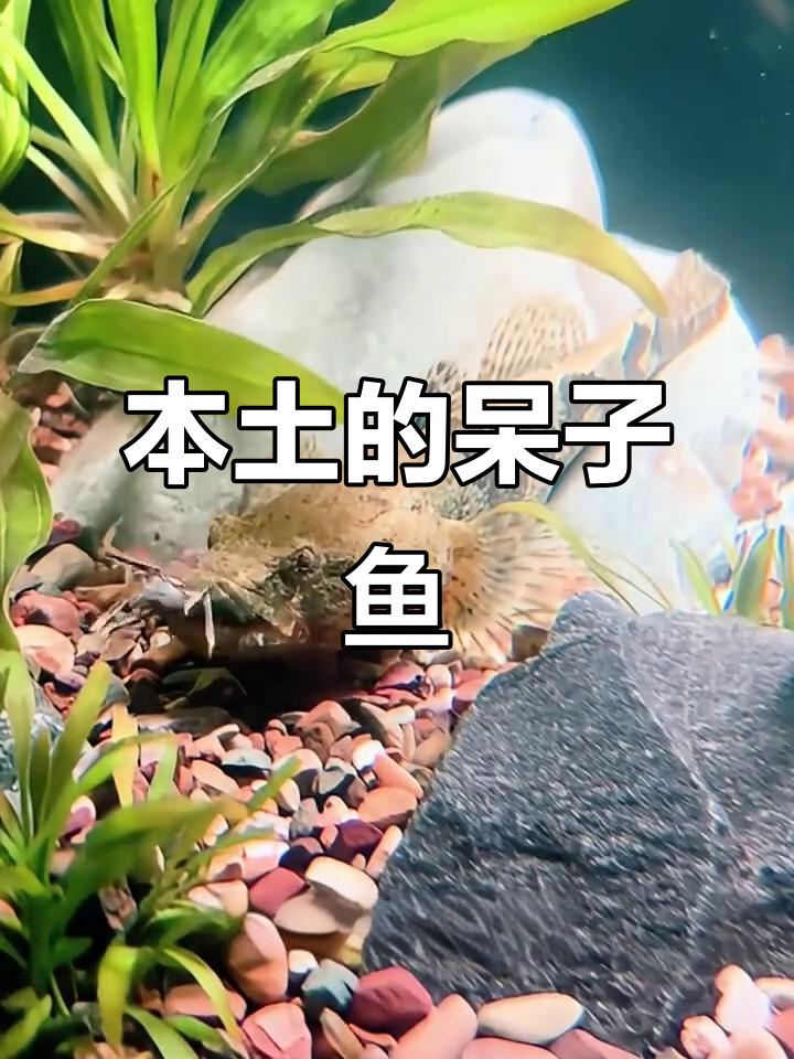 虎头鲨:淡水鱼中的贵族,性格孤僻却捕食猛烈