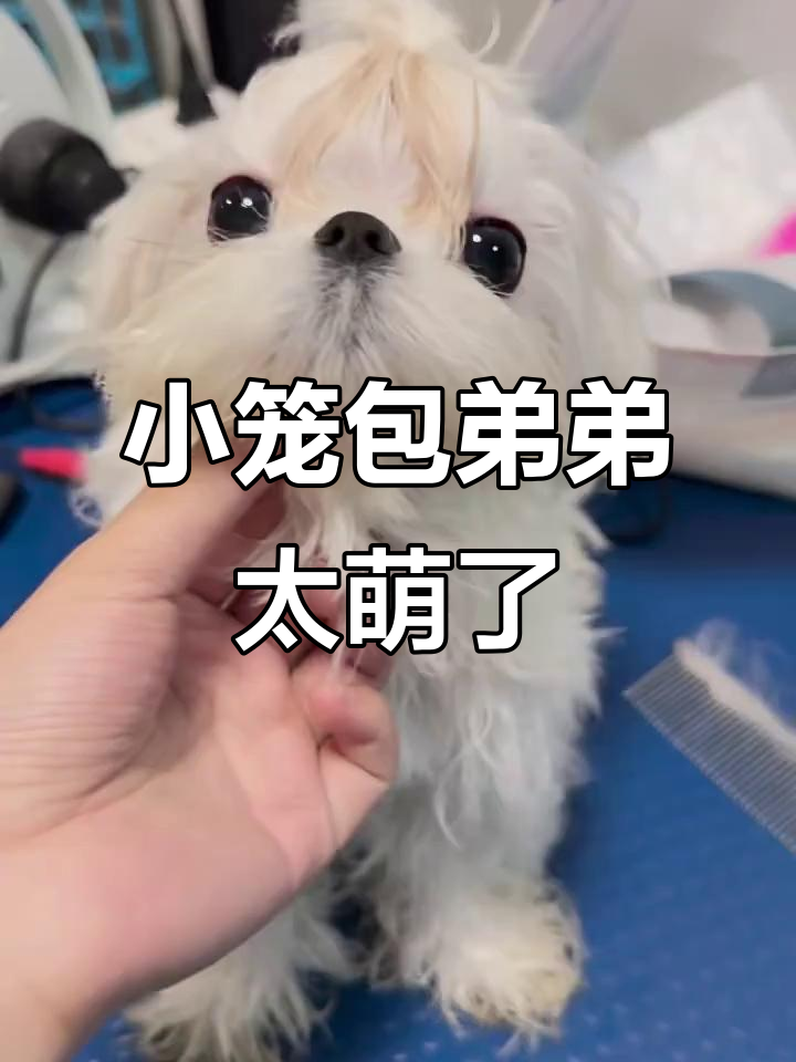 超萌包子脸弟弟，取名小笼包超可爱