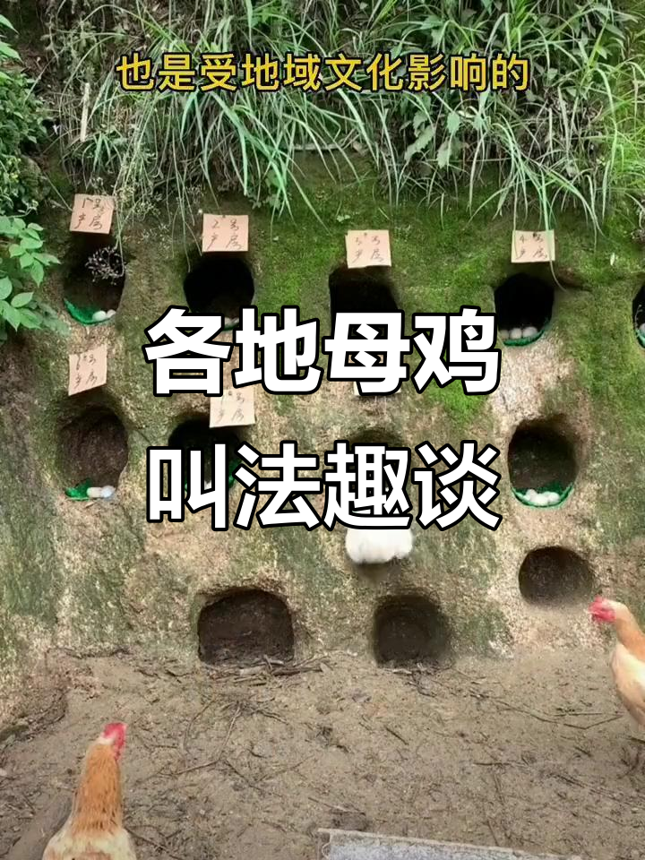 母鸡叫声大比拼:各地方言版“下蛋”喊法