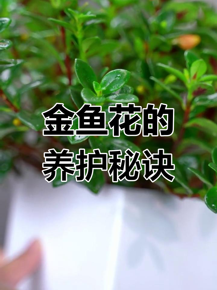 金鱼花轻松养护,浇水施肥就能绽放美丽