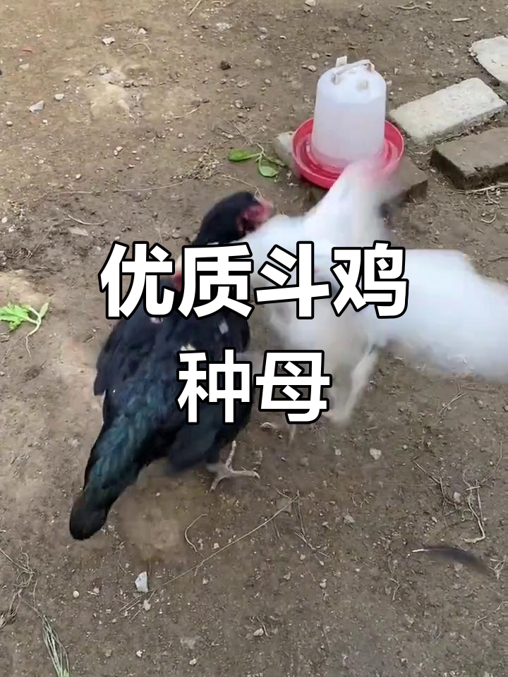 高质量斗鸡种母,实力非凡