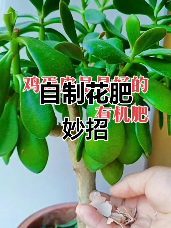 鸡蛋壳碾碎后,埋土里做肥料,省钱又环保!