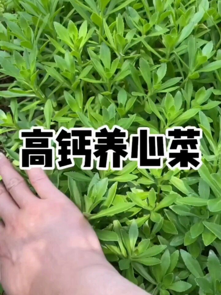 高钙养心菜,种植简单,撒子就成活