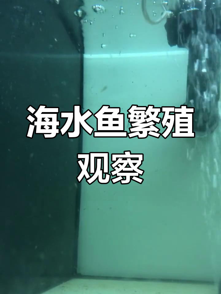 黄尾蓝魔与公子小丑繁殖过程