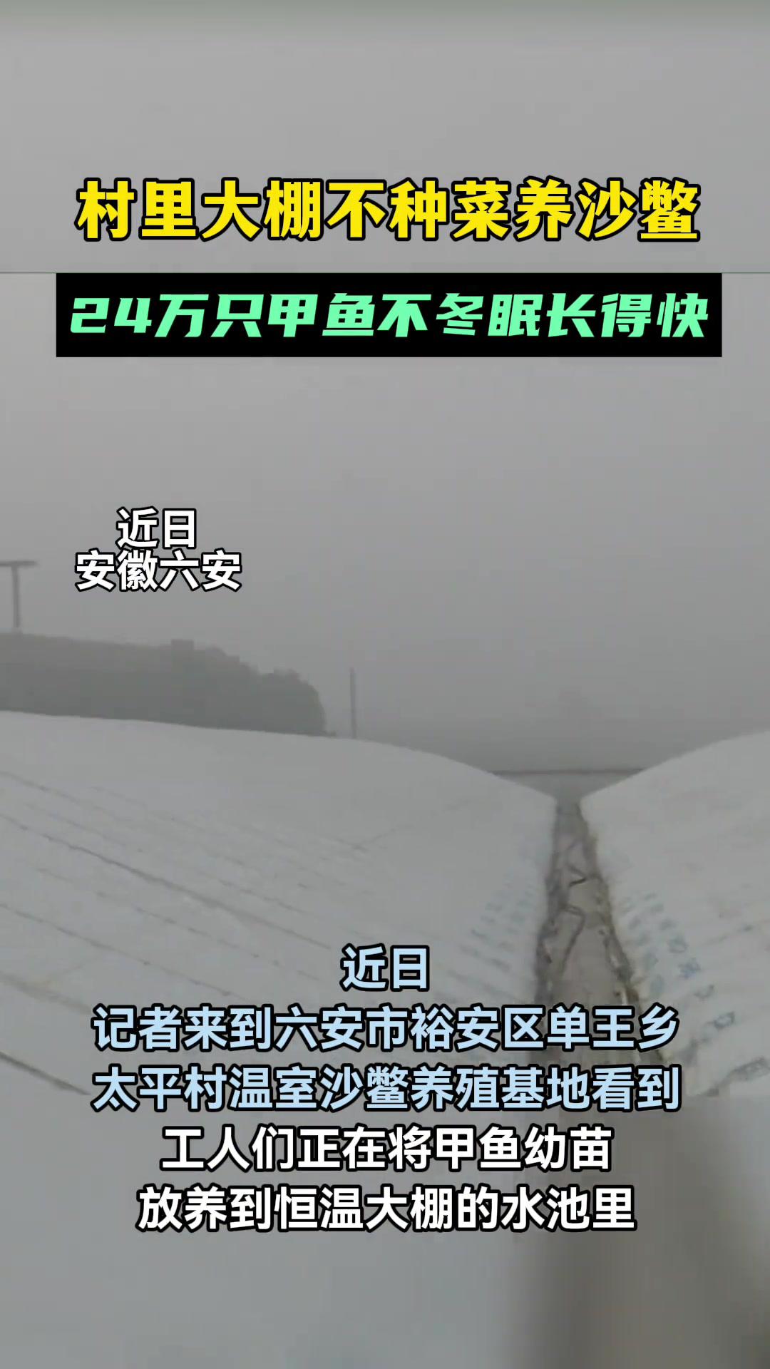 24万只温室沙鳖不冬眠 六安