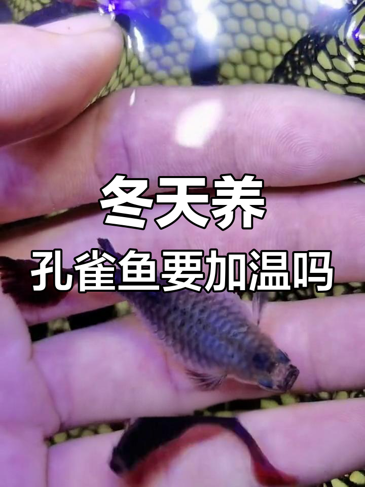 冬季养孔雀鱼需不需要加热棒?