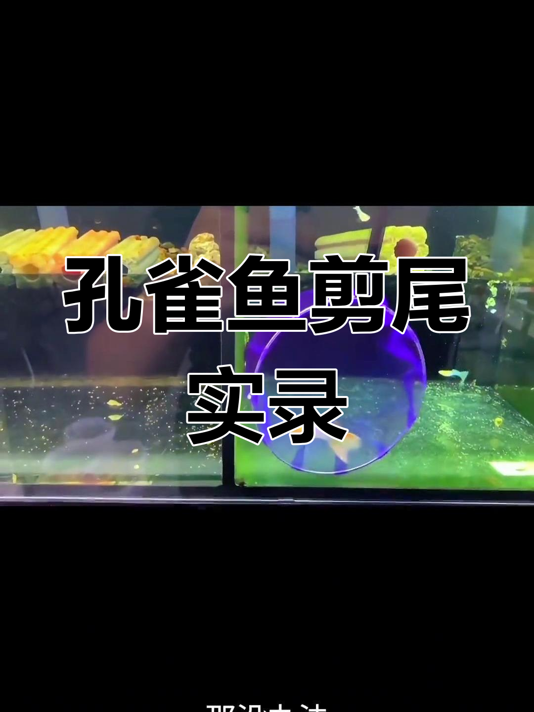 孔雀鱼剪尾全过程,1/3处被精准修剪