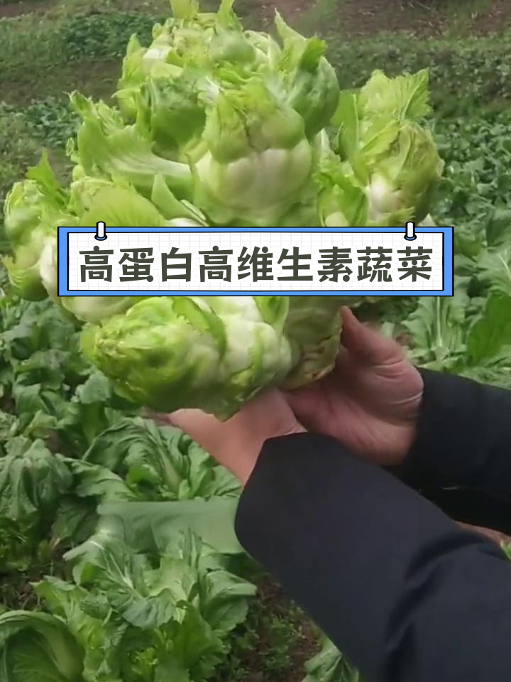 营养丰富的抱子芥菜,生吃凉拌都好吃