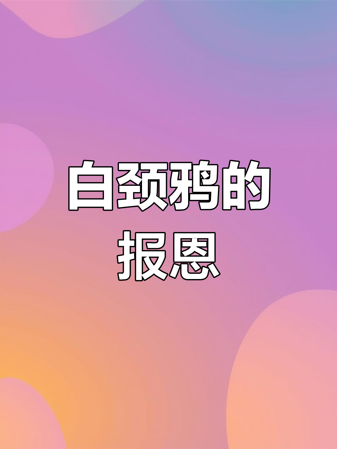稀有的白颈鸦,网友感叹:报恩之心令人动容!