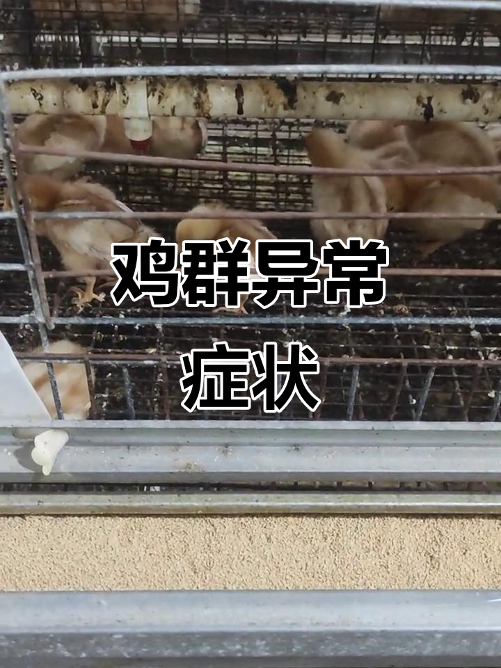 鸡群出现翅膀下垂、闭眼不食,解剖显示腺胃水肿