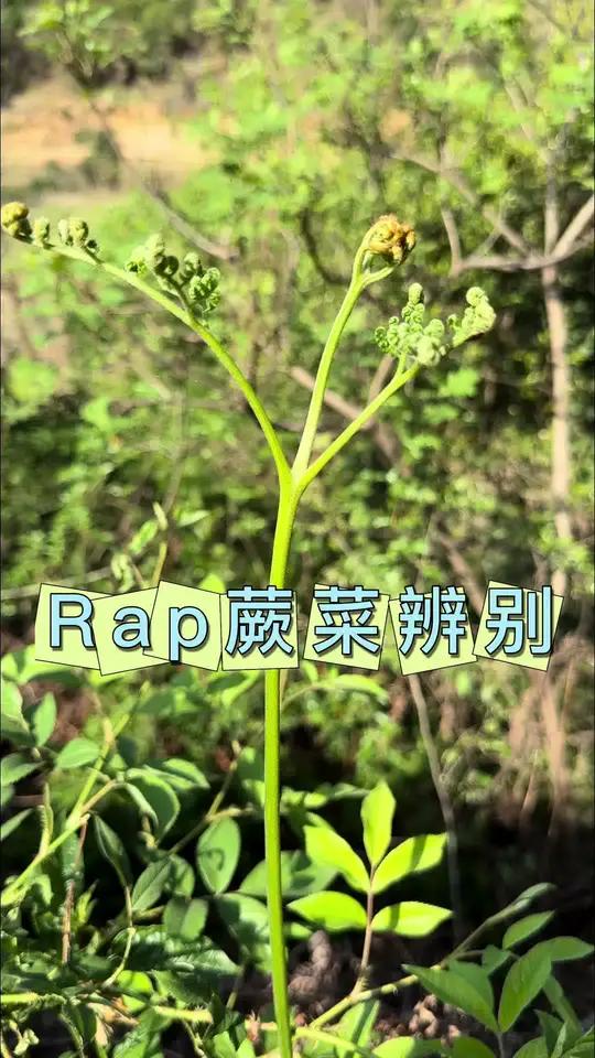 来一首蕨菜辨别的Rap 乡村味道农村原创视频农村美食说唱科普一下真假蕨菜辨别Rap 了解下