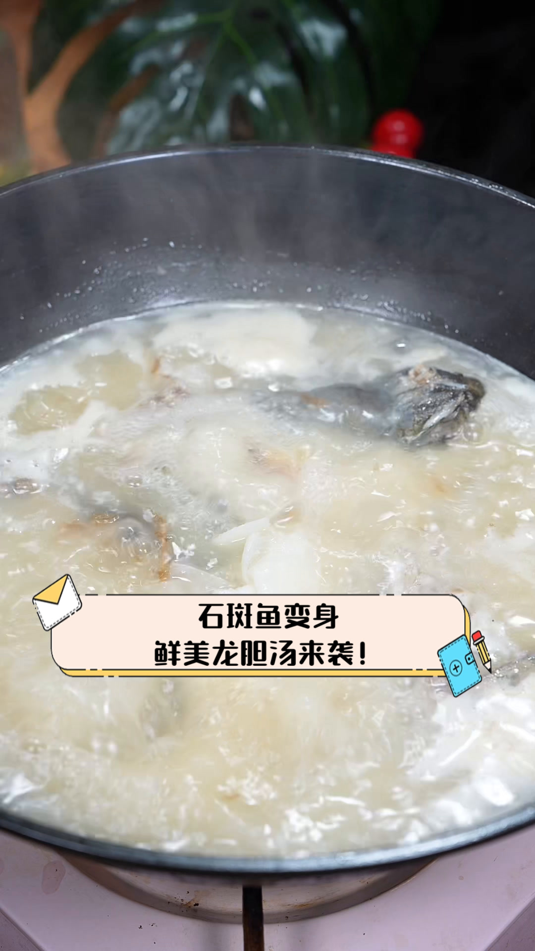 石斑鱼变身,鲜美龙胆汤来袭!