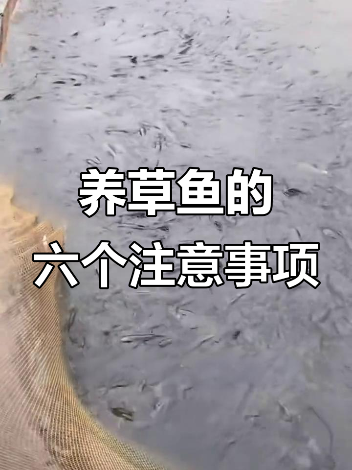 草鱼养殖的六大禁忌,避免这些误区让你更省心
