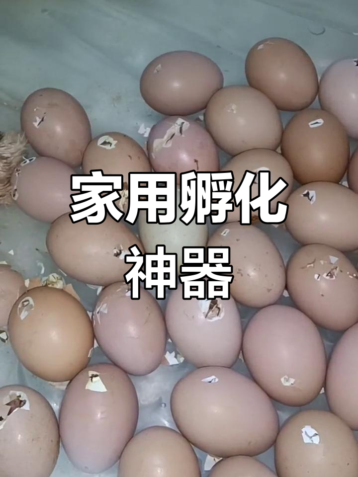 家庭孵化器轻松孵小鸡,操作简便安全稳定