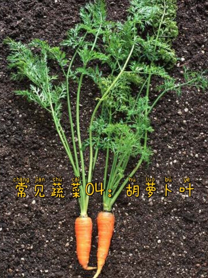 常见蔬菜04:胡萝卜叶