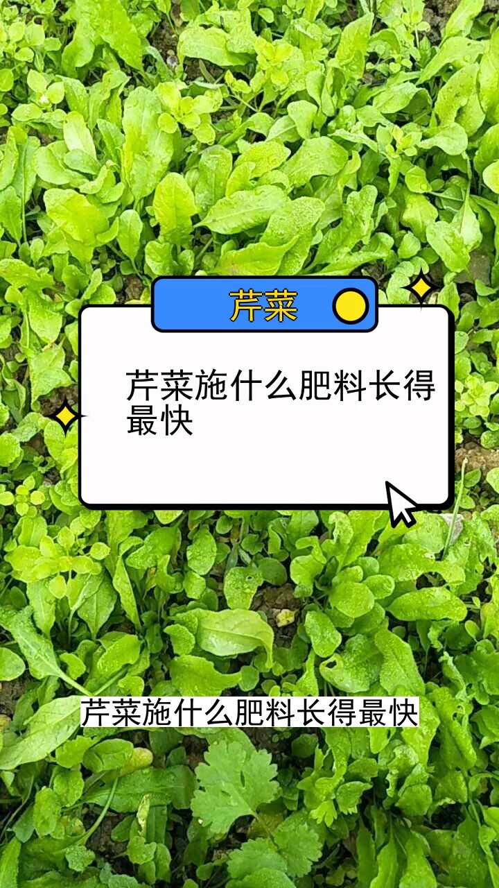 芹菜施什么肥料长得最快 三农种植 农