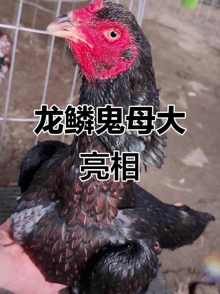 越南芽庄龙鳞鬼母，6.5斤超大斗鸡震撼登场！