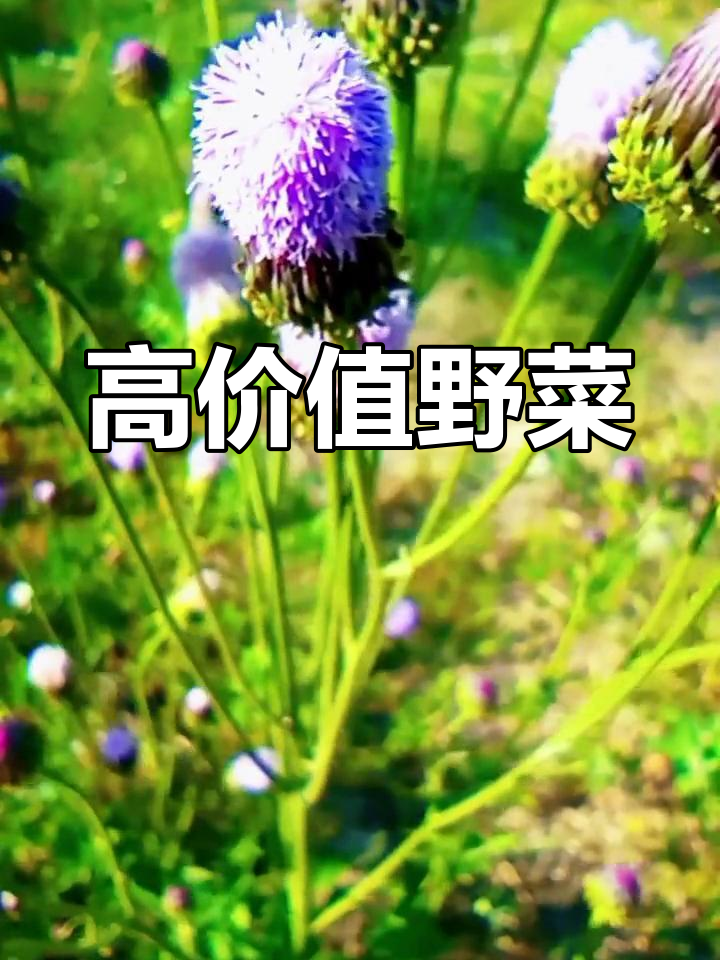 泥胡菜:农村的宝藏植物