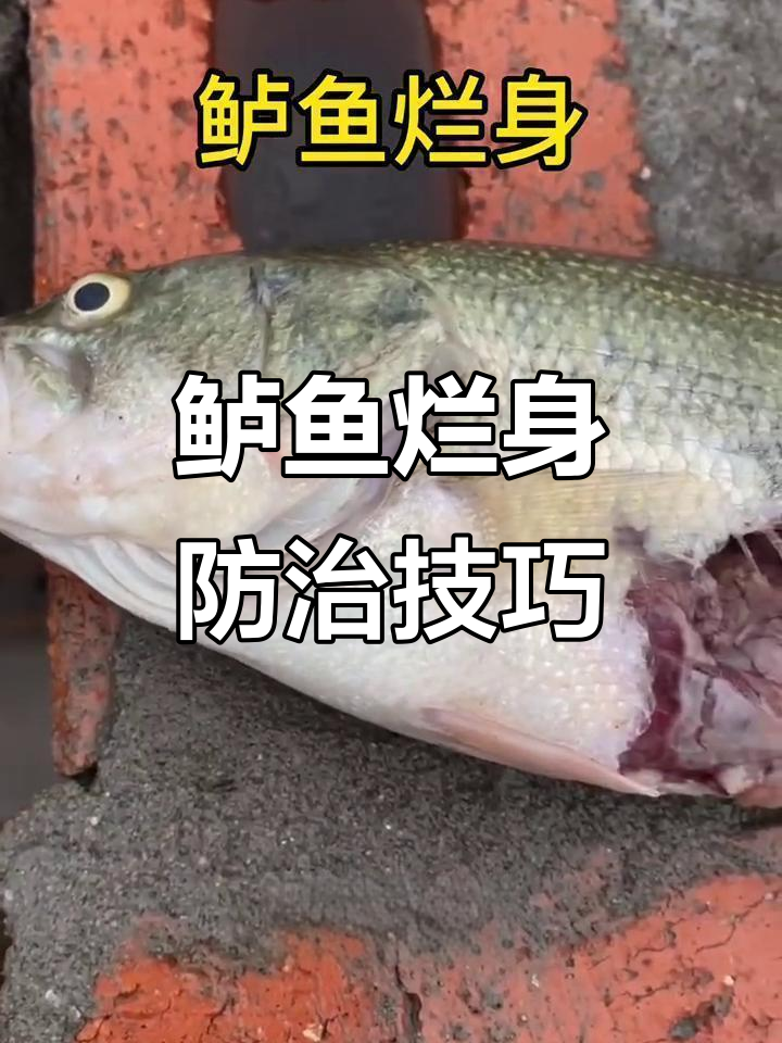 鲈鱼烂身原因分析,降温天气如何应对