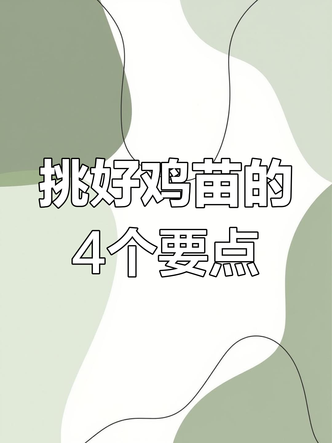 如何挑选优质斗鸡苗