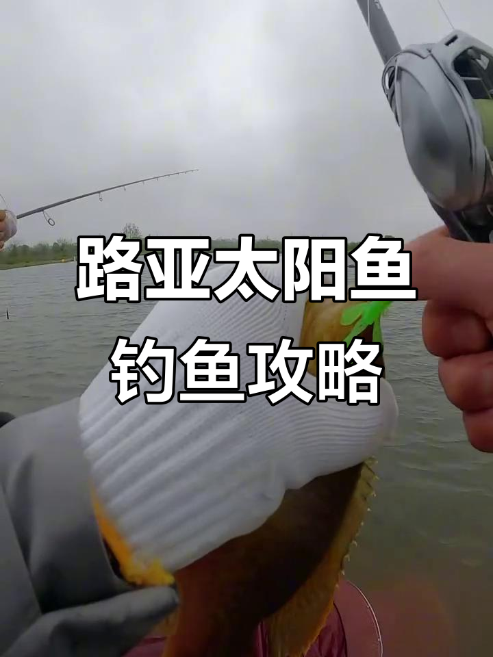 太阳鱼专用饵搭配技巧,轻松钓获!