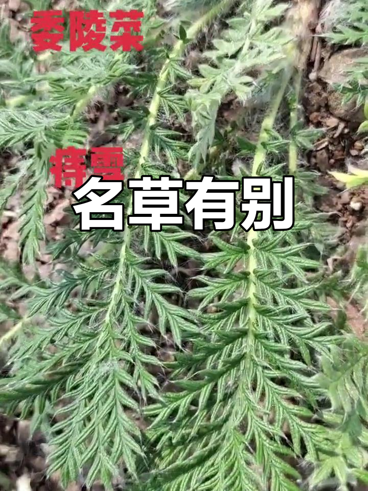 委陵菜与翻白草,名字相近却各有不同