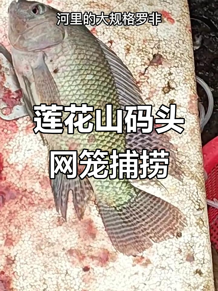 广州莲花山码头渔获大揭秘：黄脚立、罗非与花鱼的价格对比