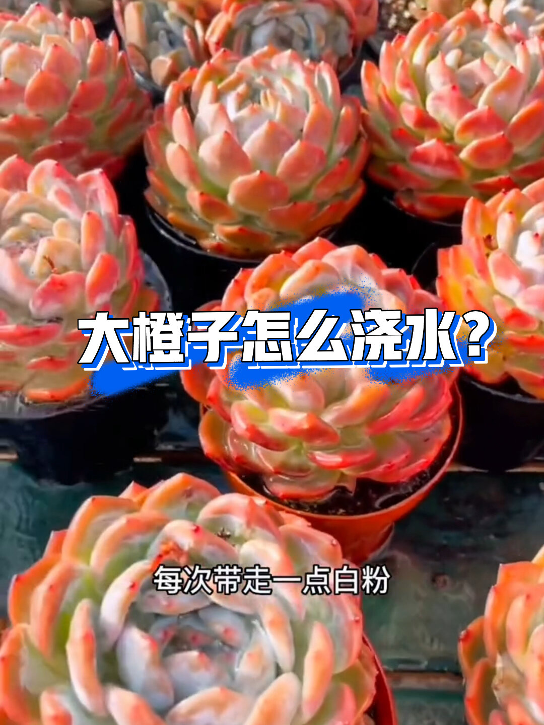 多肉植物～大橙子养护