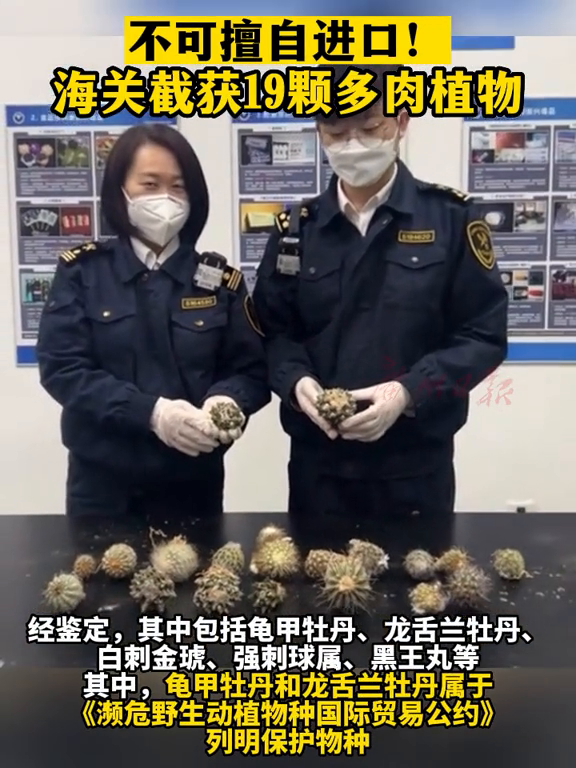 不可擅自进口!海关截获19颗多肉植物,其中包括濒危物种