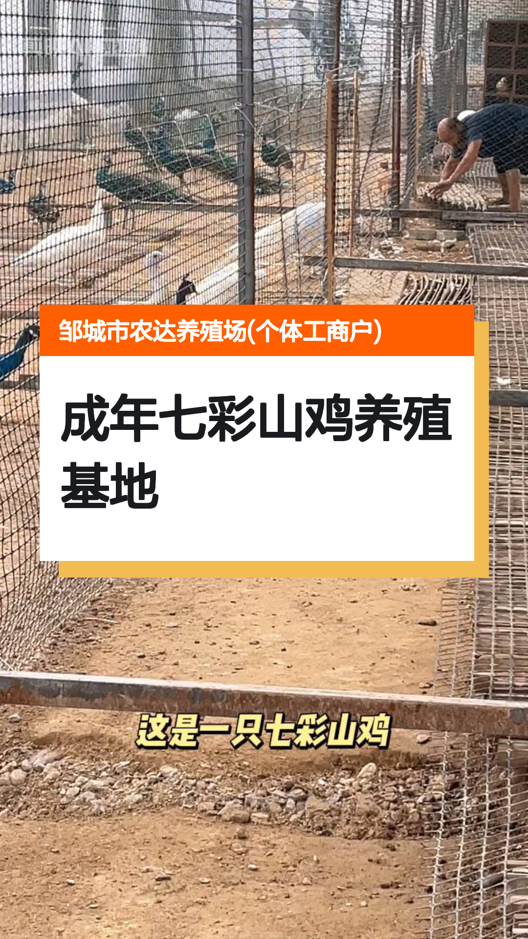 成年七彩山鸡养殖基地公母均有