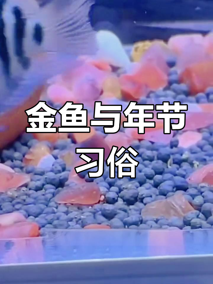 中国金鱼:动静之美,传承千年