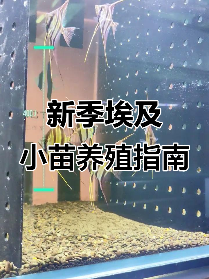 埃及神仙鱼饲养全攻略:从环境到喂食技巧