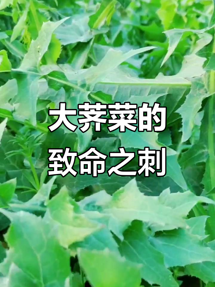 野生大刺儿菜,茎叶全带刺,连花都不敢碰