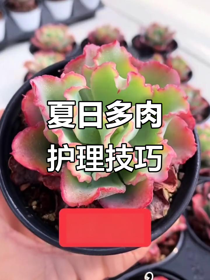 多肉植物夏季养护全攻略,度夏王者推荐