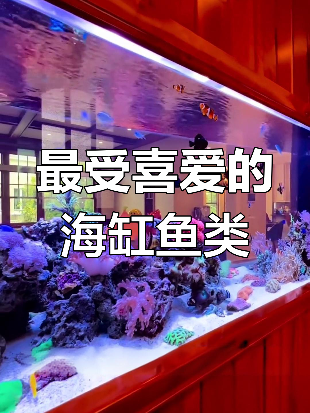海缸最受欢迎的五种海水鱼,新手必看!