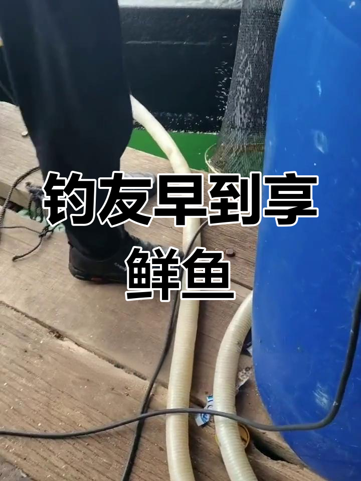 今日天气宜钓鱼,黄金鲹刺身最美味