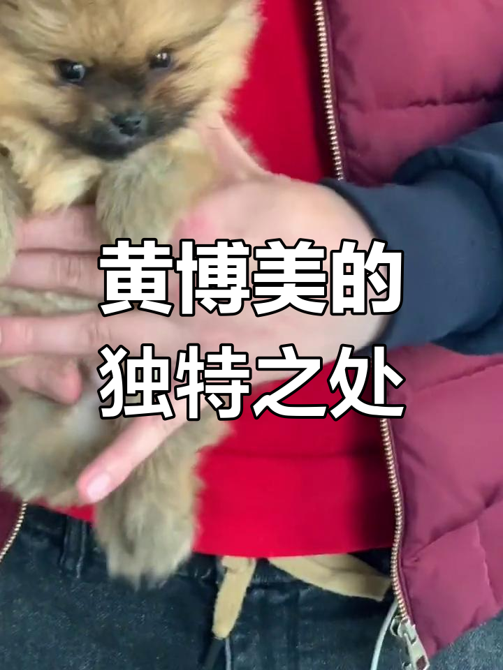 黄色黑嘴博美解析:稀有品种与实用选择