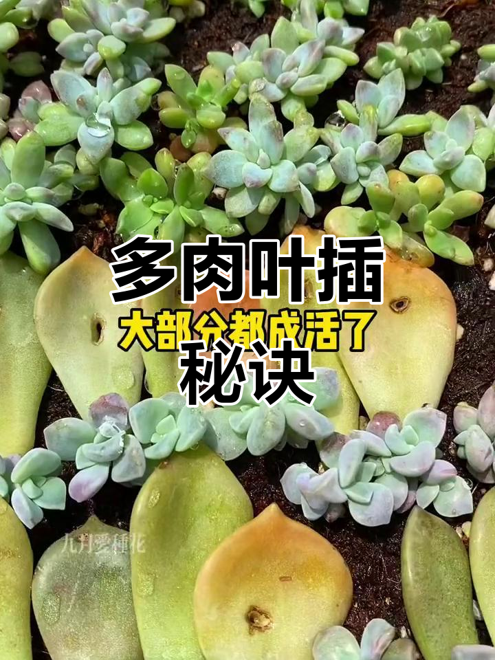 多肉叶片轻松扦插，根芽迅速生长，快来试试吧！